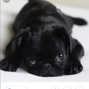 Meet your Posher, Dior